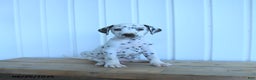 Dalmatian dogs for sale: Copper - Ad 4