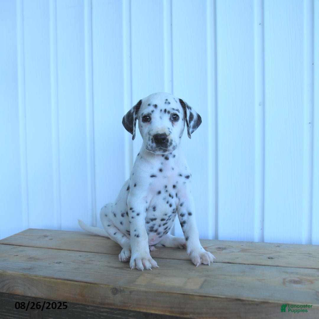 Dalmatian dogs for sale: Copper - Ad 4