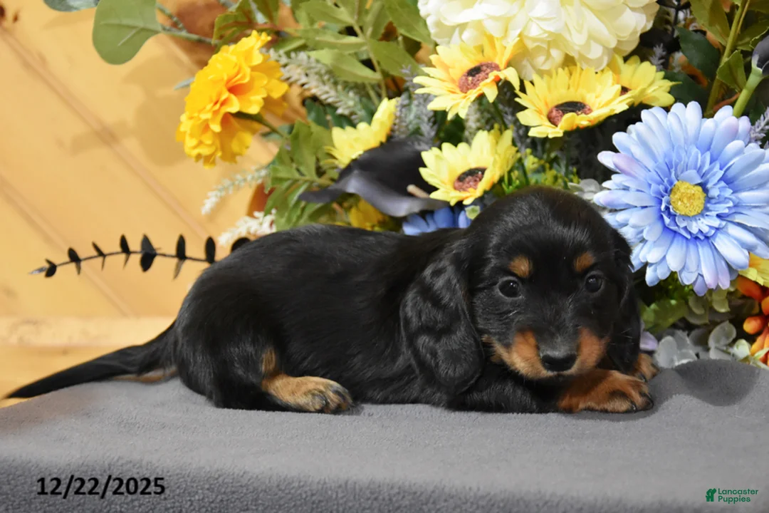 Miniature Dachshund dogs for sale: Aikey - Ad 4