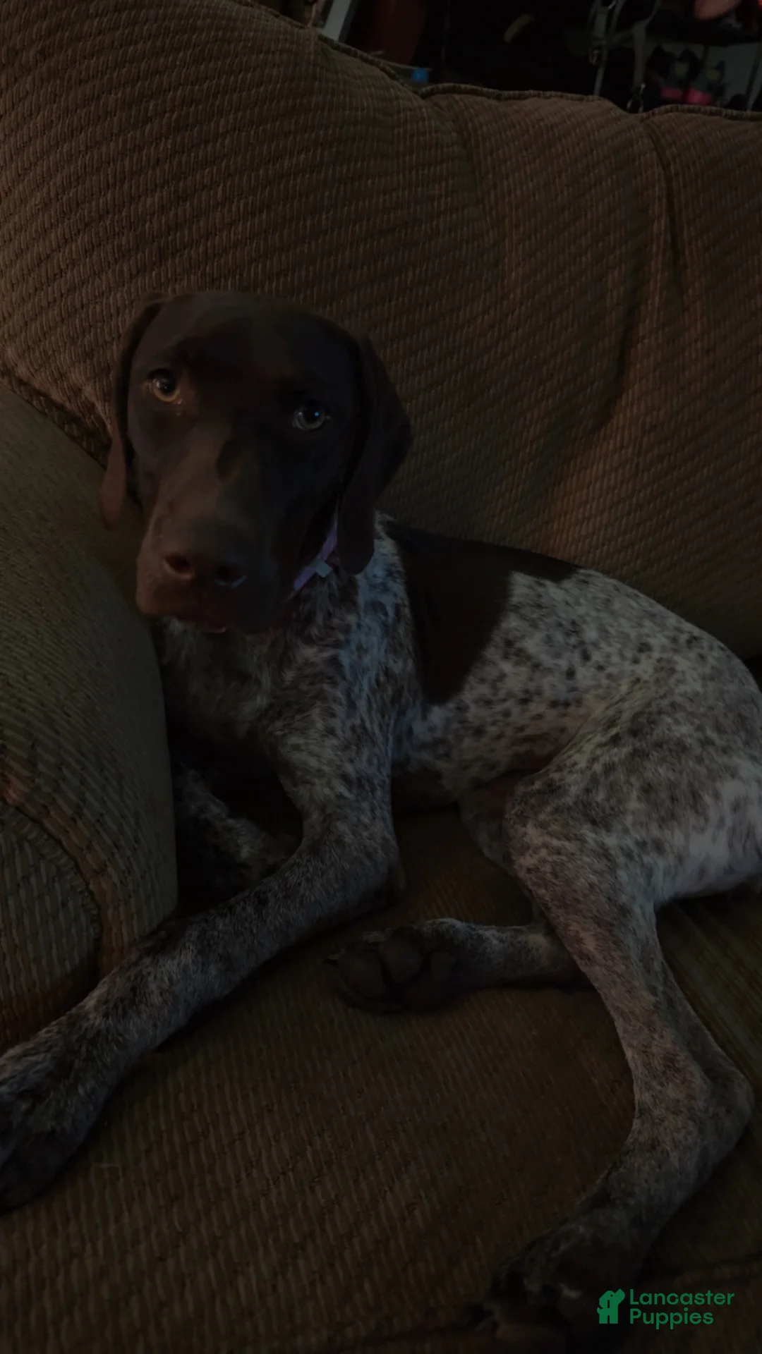 German Shorthaired Pointer dogs for sale: River - Ad 9