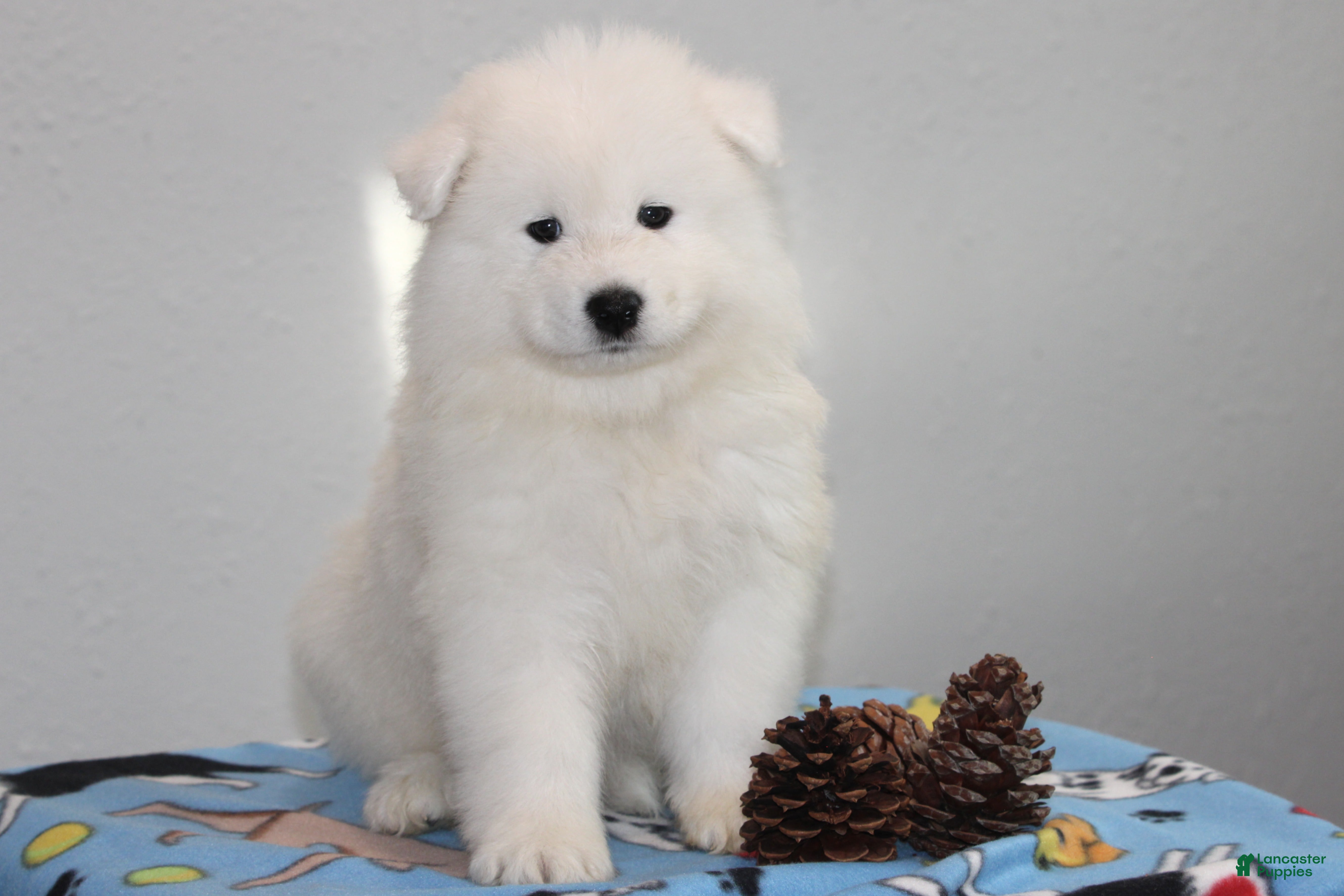 Samoyed dogs Alpine - Ad 2