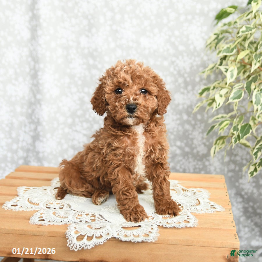 Mini Goldendoodle dogs Princess - Ad 40