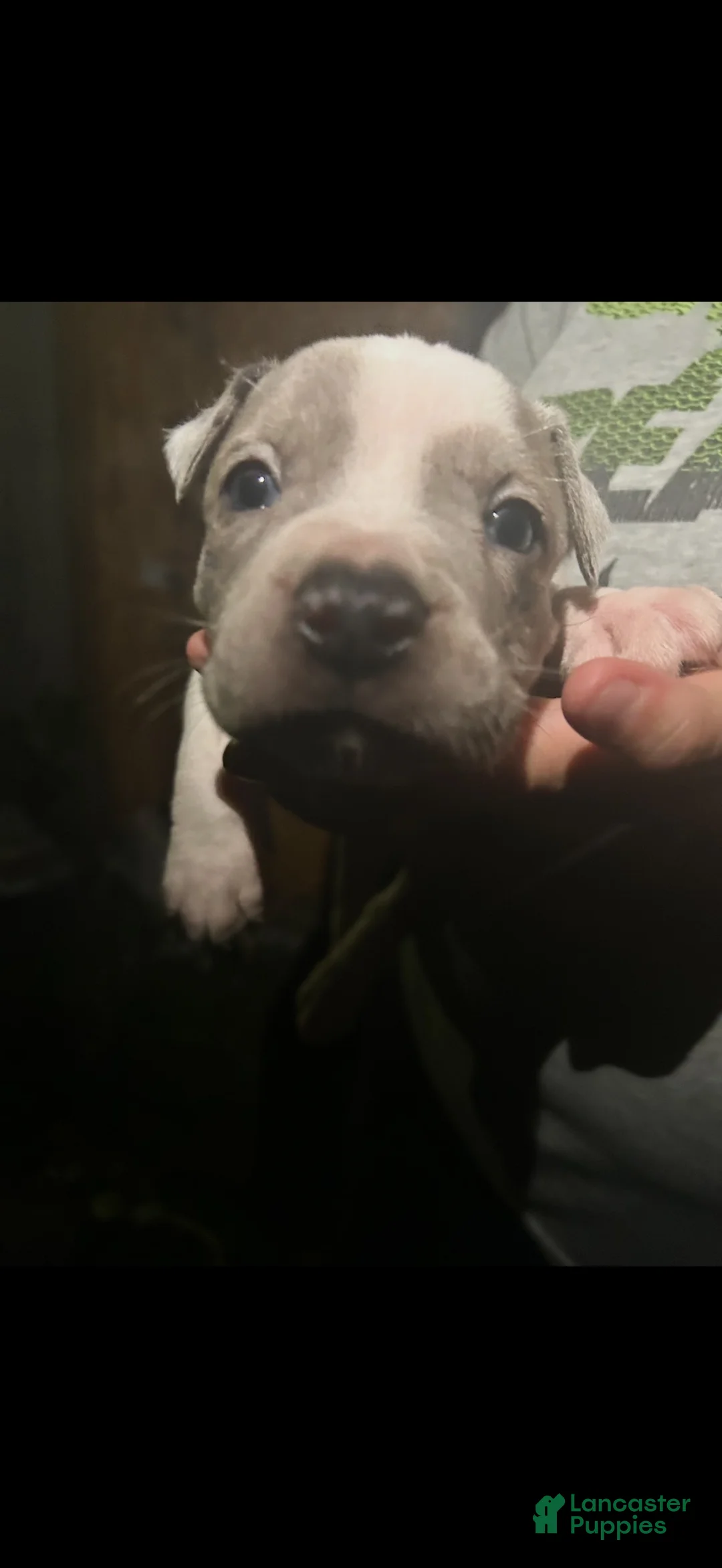American Bully dogs for sale: American Bully 2 - Ad 2