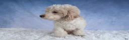 Miniature Poodle dogs for sale: Rosebud (Runt of Litter) - Ad 16