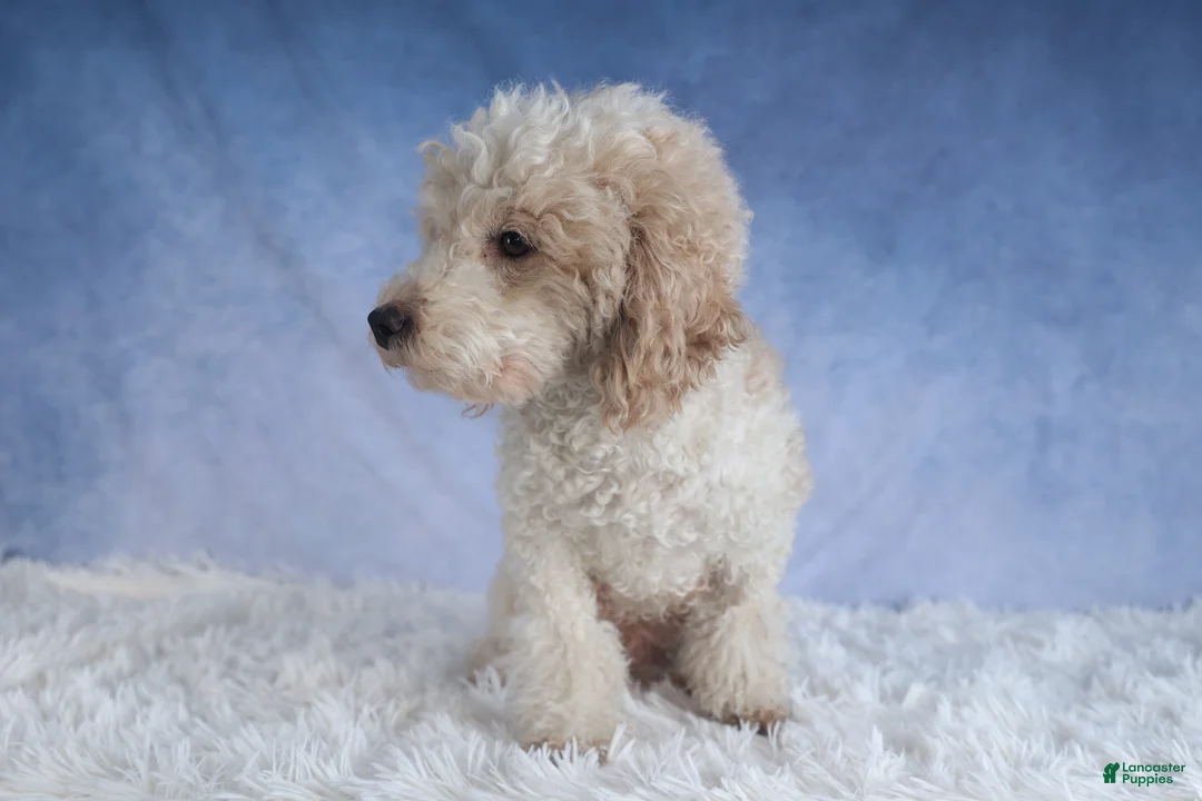 Miniature Poodle dogs for sale: Rosebud (Runt of Litter) - Ad 16