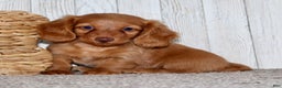 Miniature Dachshund dogs for sale: Olivia - Ad 4