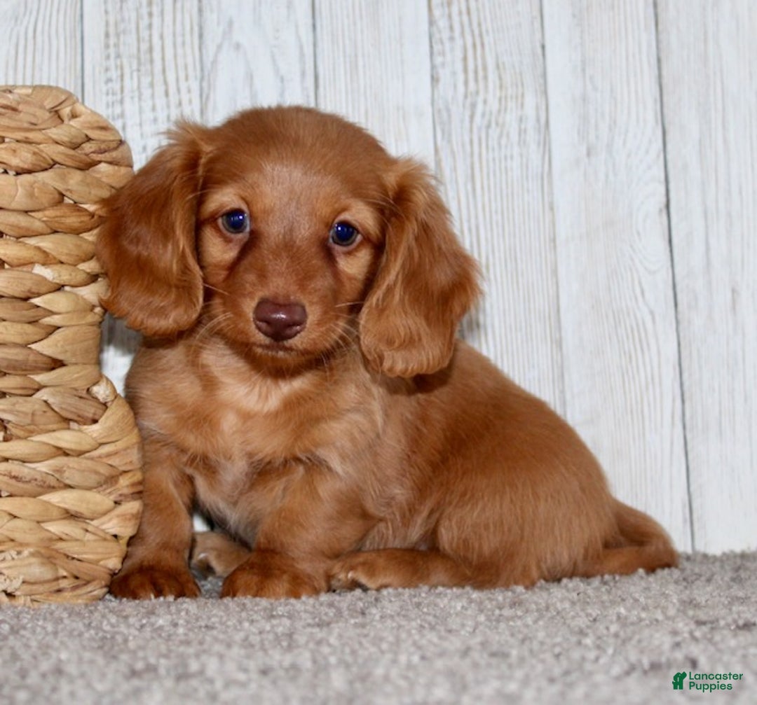 Miniature Dachshund dogs for sale: Olivia - Ad 4
