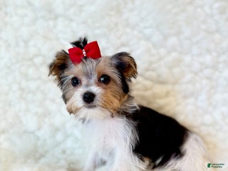 Yorkshire Terrier dogs - Ad 4