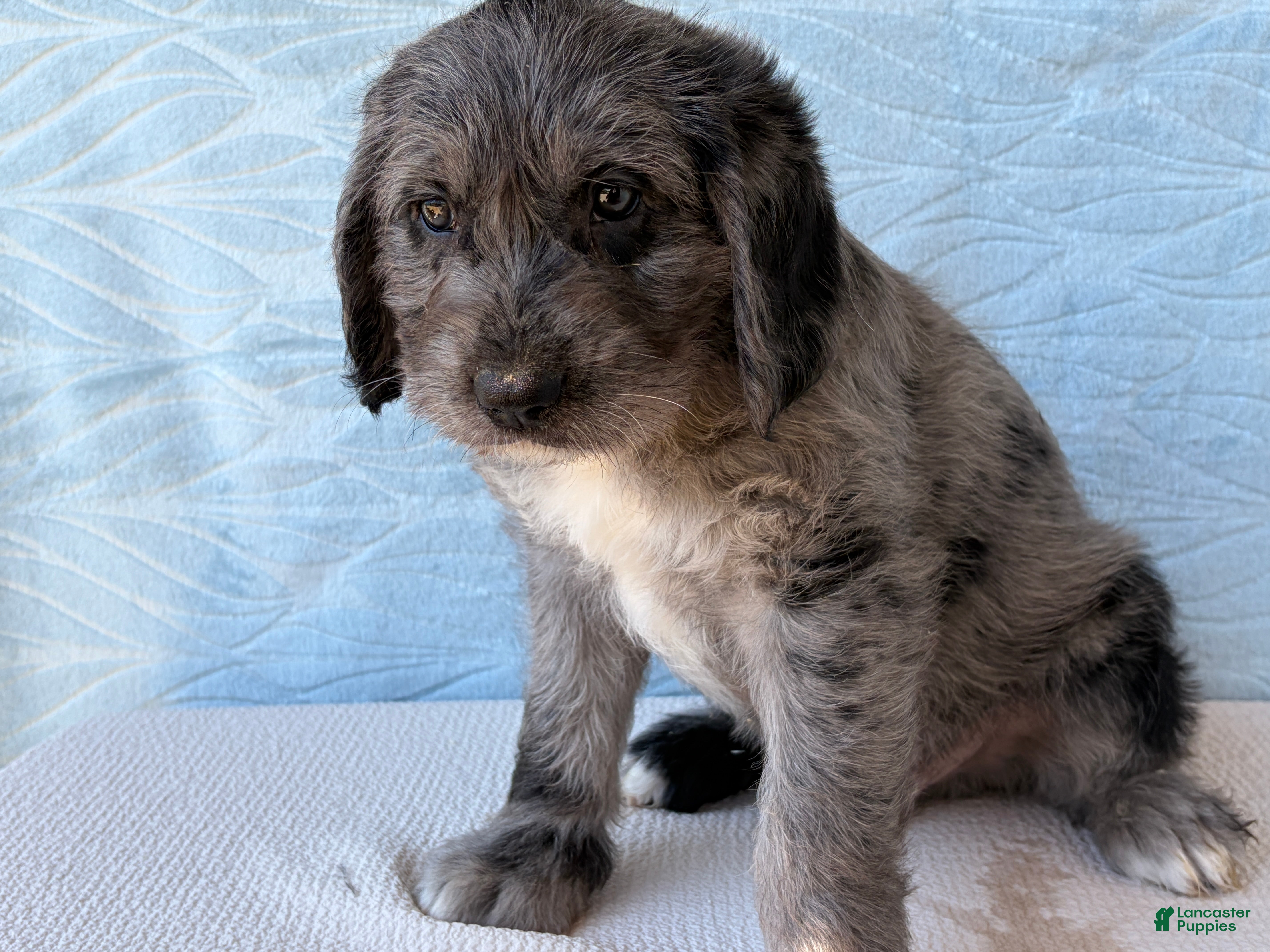 Labradoodle dogs Labradoodle 2 - Ad 1