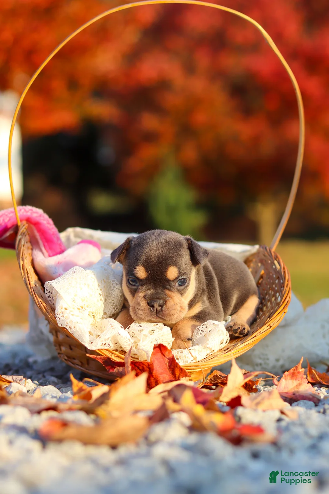 French Bulldog dogs for sale: Pumpkin - Ad 12