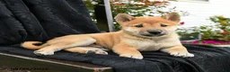 Shiba Inu dogs for sale: Yoshi - Ad 2