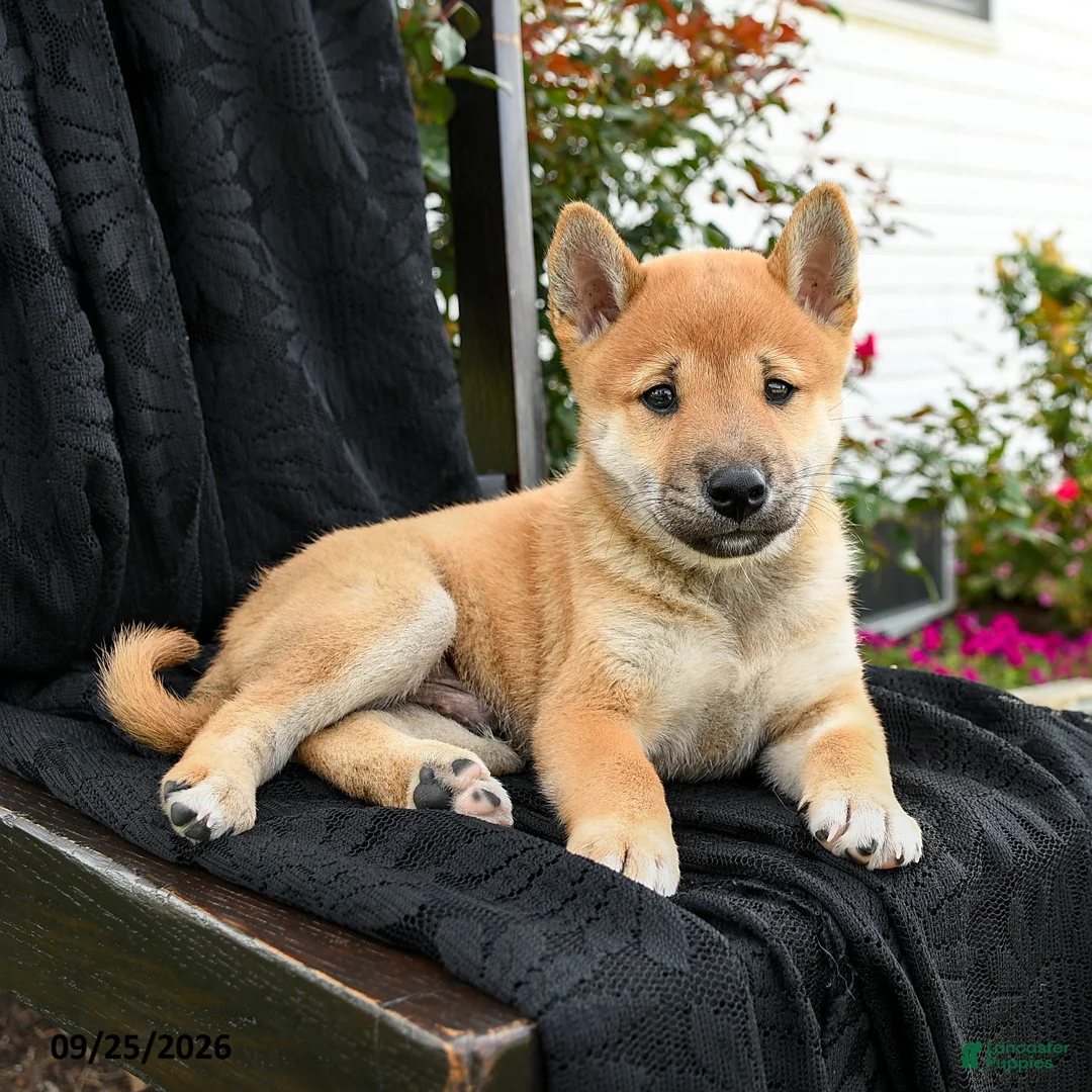 Shiba Inu dogs for sale: Yoshi - Ad 2