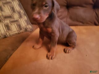 Doberman Pinscher dogs Enea - Ad 31