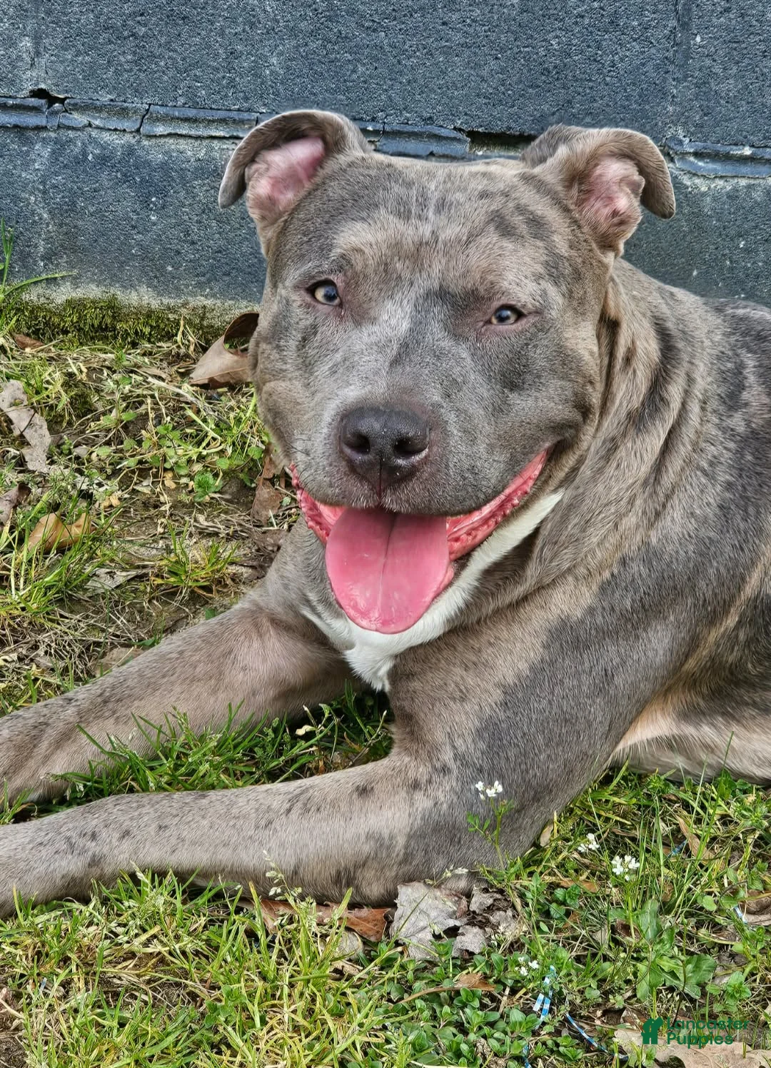 American Staffordshire Terrier dogs for sale: American Staffordshire Terrier Puppy 1 - Ad 9