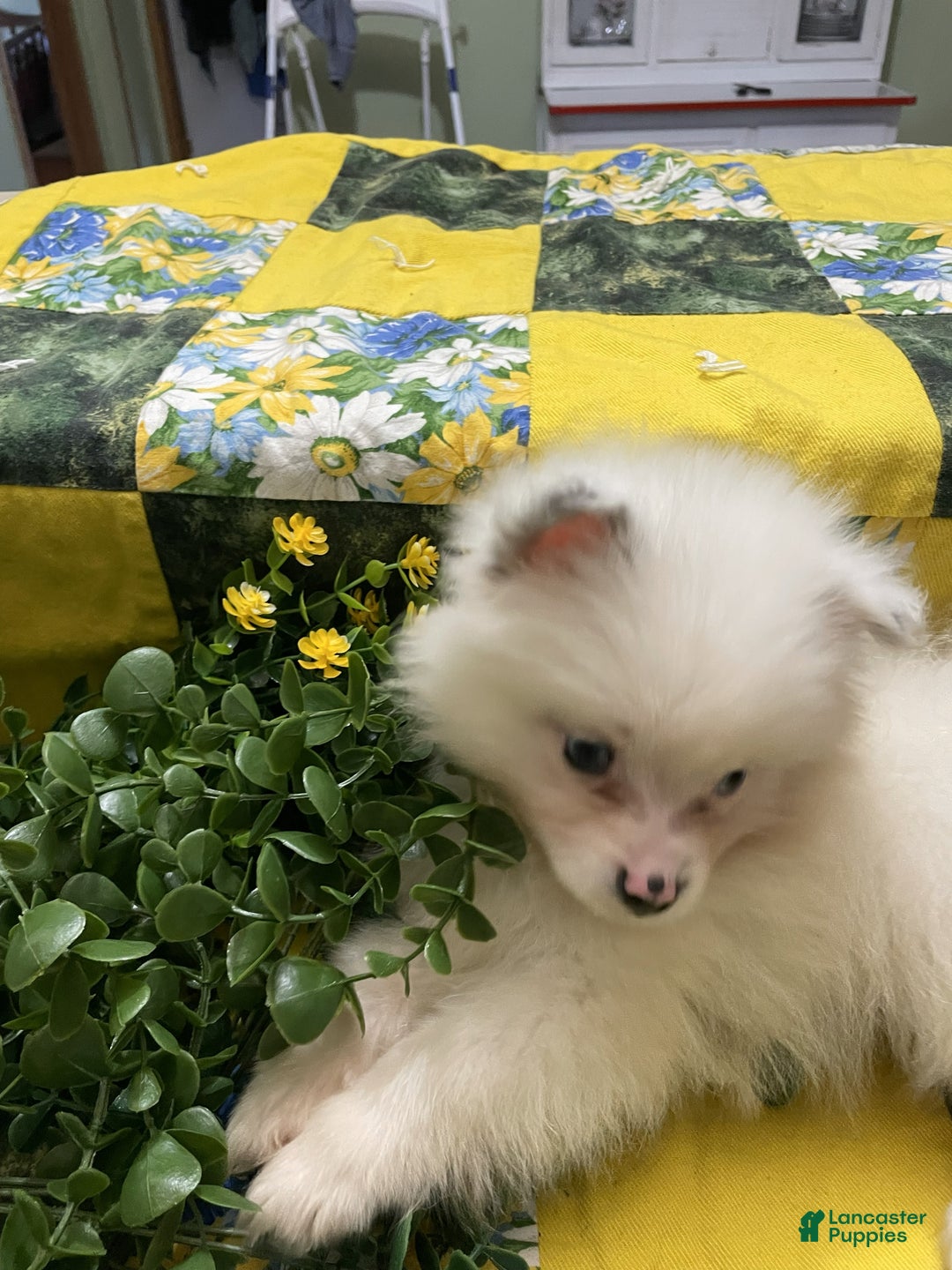 Pomeranian dogs for sale: Pomeranian Puppy 1 Rusty - Ad 3
