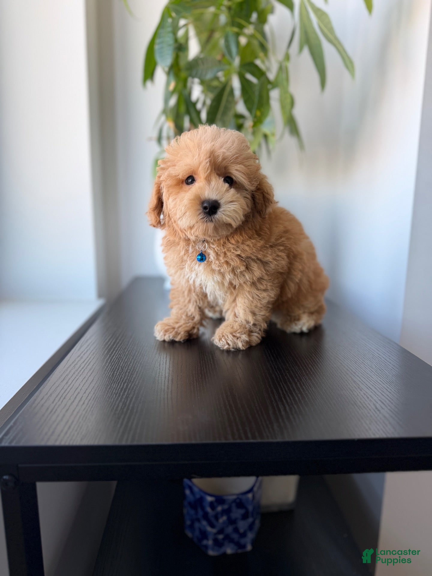 Mixed Breed dogs Simba - Ad 2