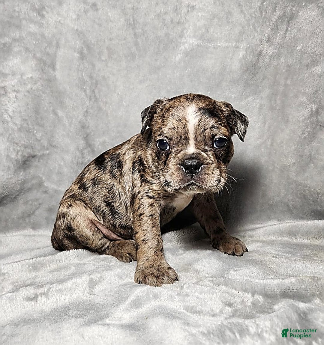 Gallery Image {{count}}