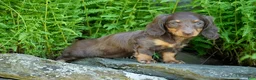 Miniature Dachshund dogs for sale: Janie - Ad 3