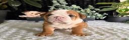 English Bulldog dogs for sale: Mack - Ad 6