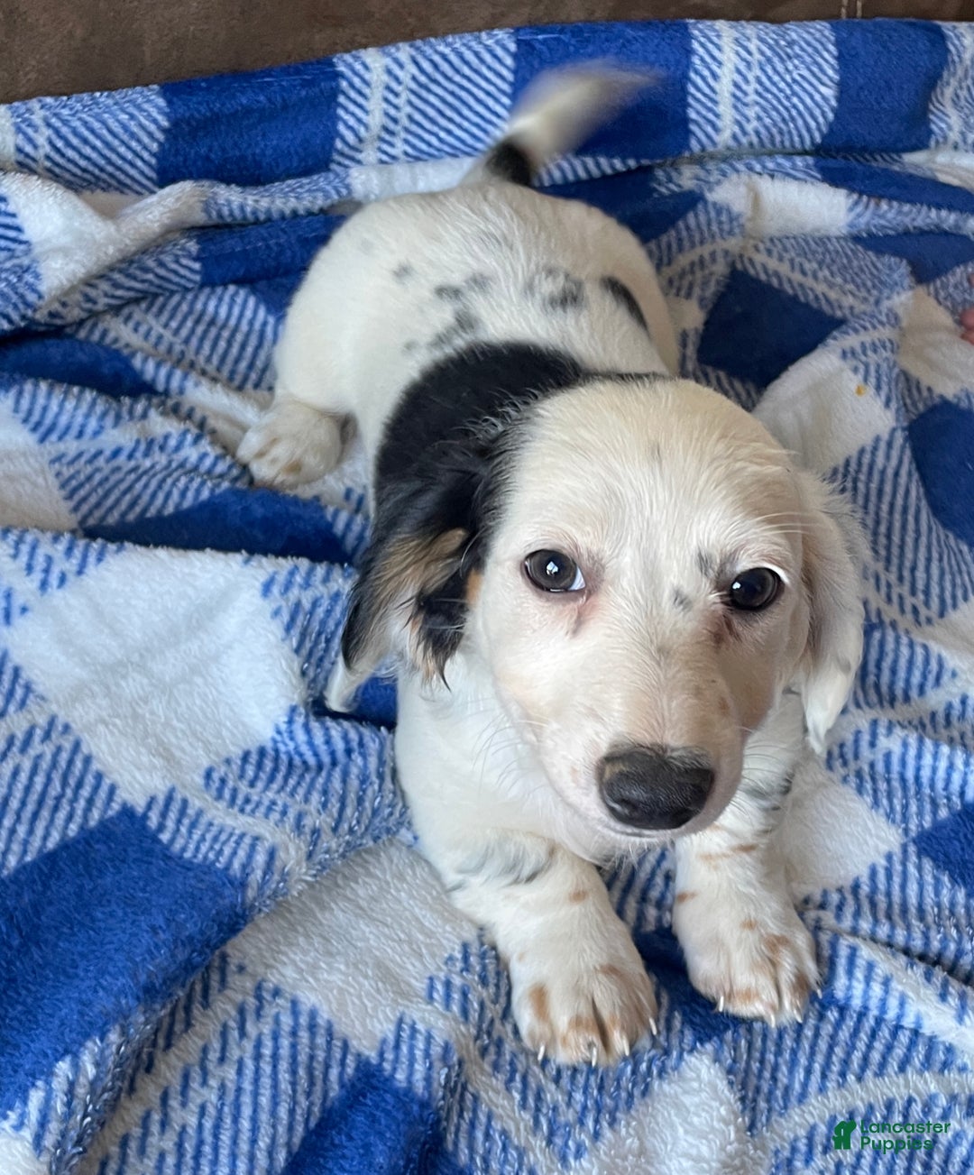 White Spots Black And White Sausage Dog Mini Dachshund Rescue