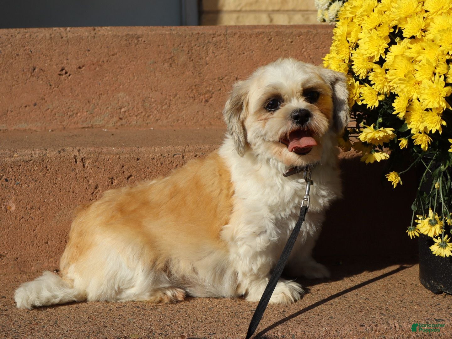 Shihpoo dogs Quinn - Ad 42