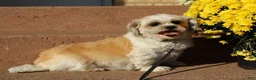 Shihpoo dogs for sale: Lyla - Ad 7