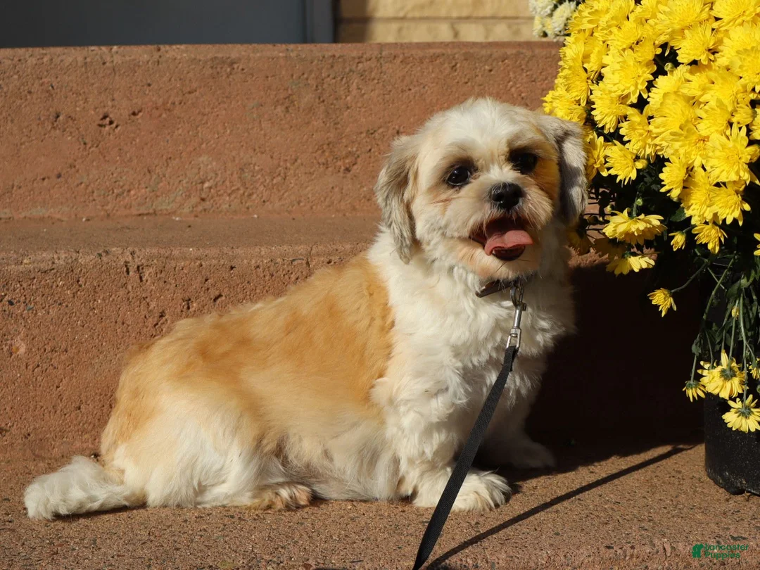 Shihpoo dogs for sale: Quinn - Ad 1