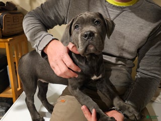 Mixed Breed dogs - Ad 11