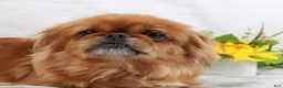 Pekapoo dogs for sale: Pekapoo 2 - Ad 4