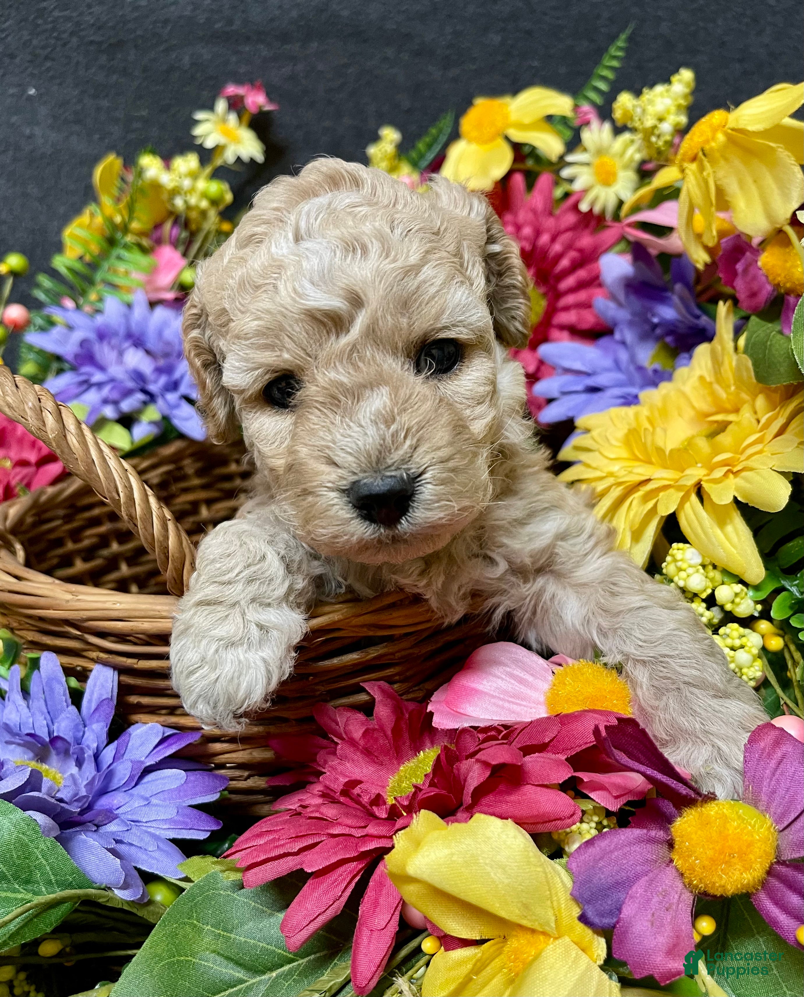 Cockapoo dogs Lavender  - Ad 1