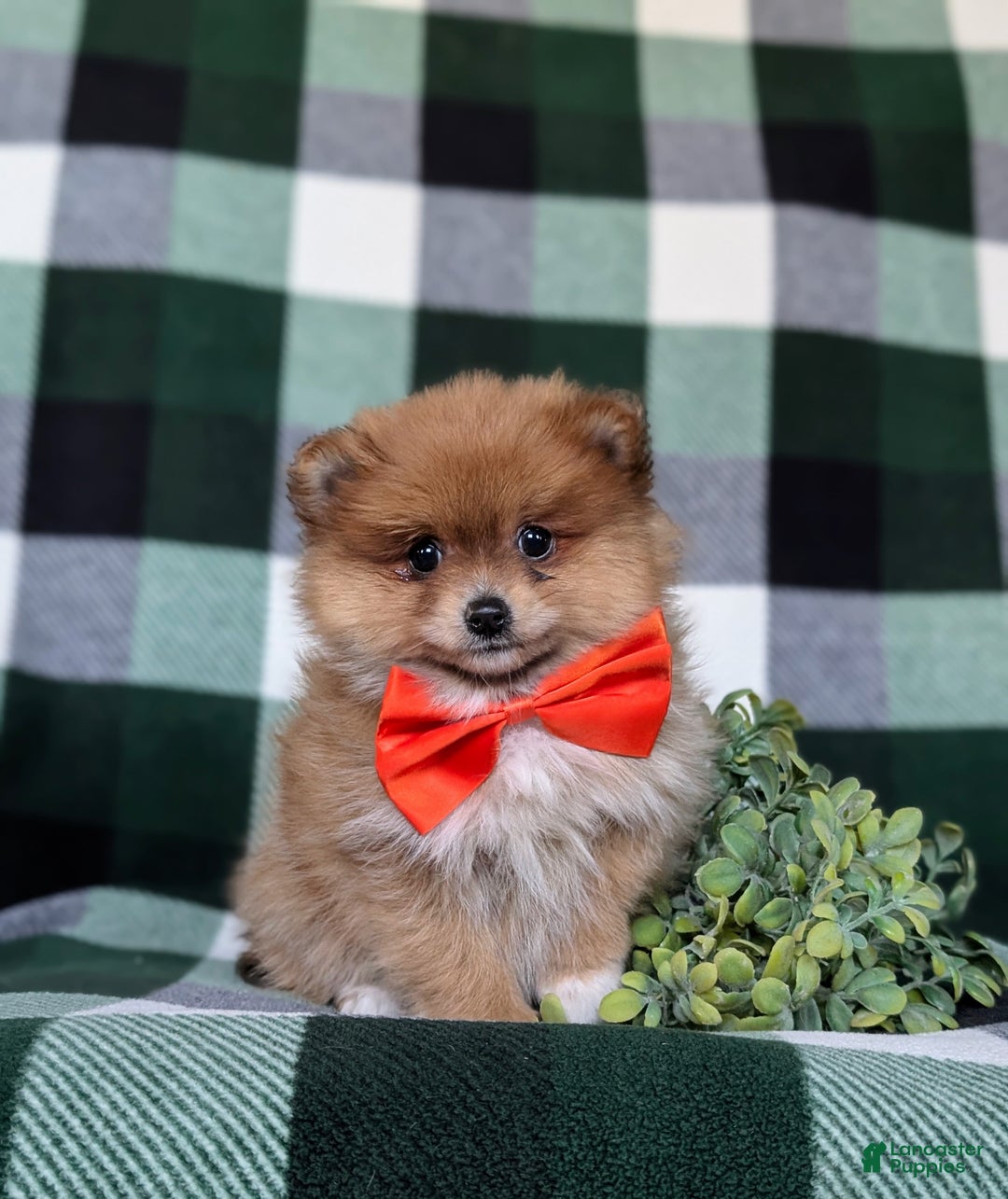 Pomeranian dogs for sale: Conway - Ad 5