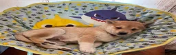 Shiba Inu dogs for sale: Sunny - Ad 3