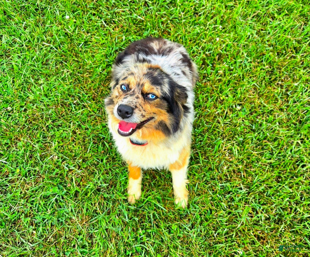 Miniature Australian Shepherd dogs for sale: Felix - Ad 1