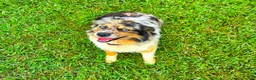 Miniature Australian Shepherd dogs for sale: Felix - Ad 1