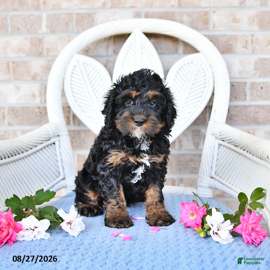 Cockapoo dogs Violet - Ad 1