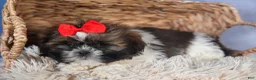 Shih Tzu dogs for sale: CHARLIE - Ad 6