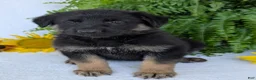 German Shepherd dogs for sale: Dani - Ad 3