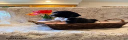 English Springer Spaniel dogs for sale: Rowdy - Ad 3