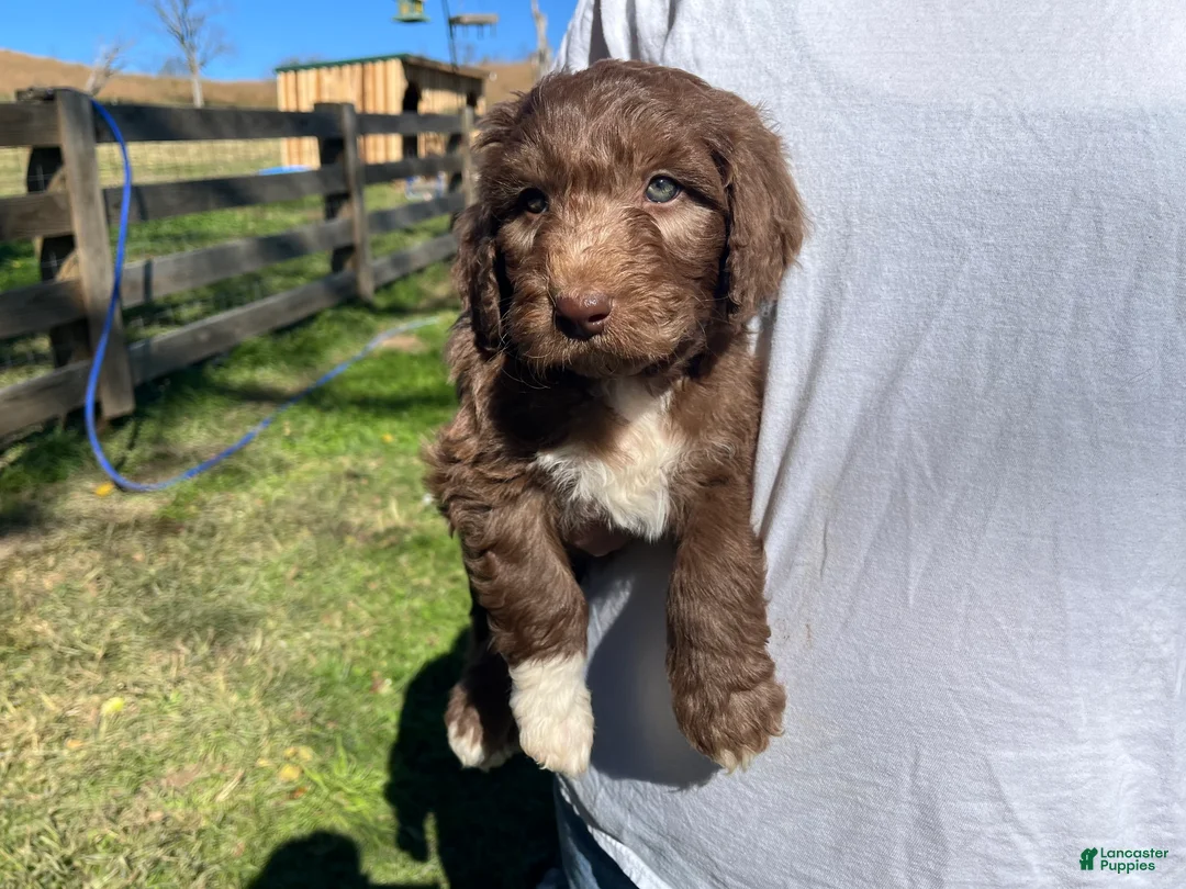 Aussiedoodle dogs for sale: Teddy - Ad 1