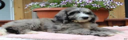 Bernedoodle dogs for sale: Grace - Ad 7