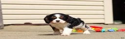 Cavalier King Charles Spaniel dogs for sale: Kaylee - Ad 12