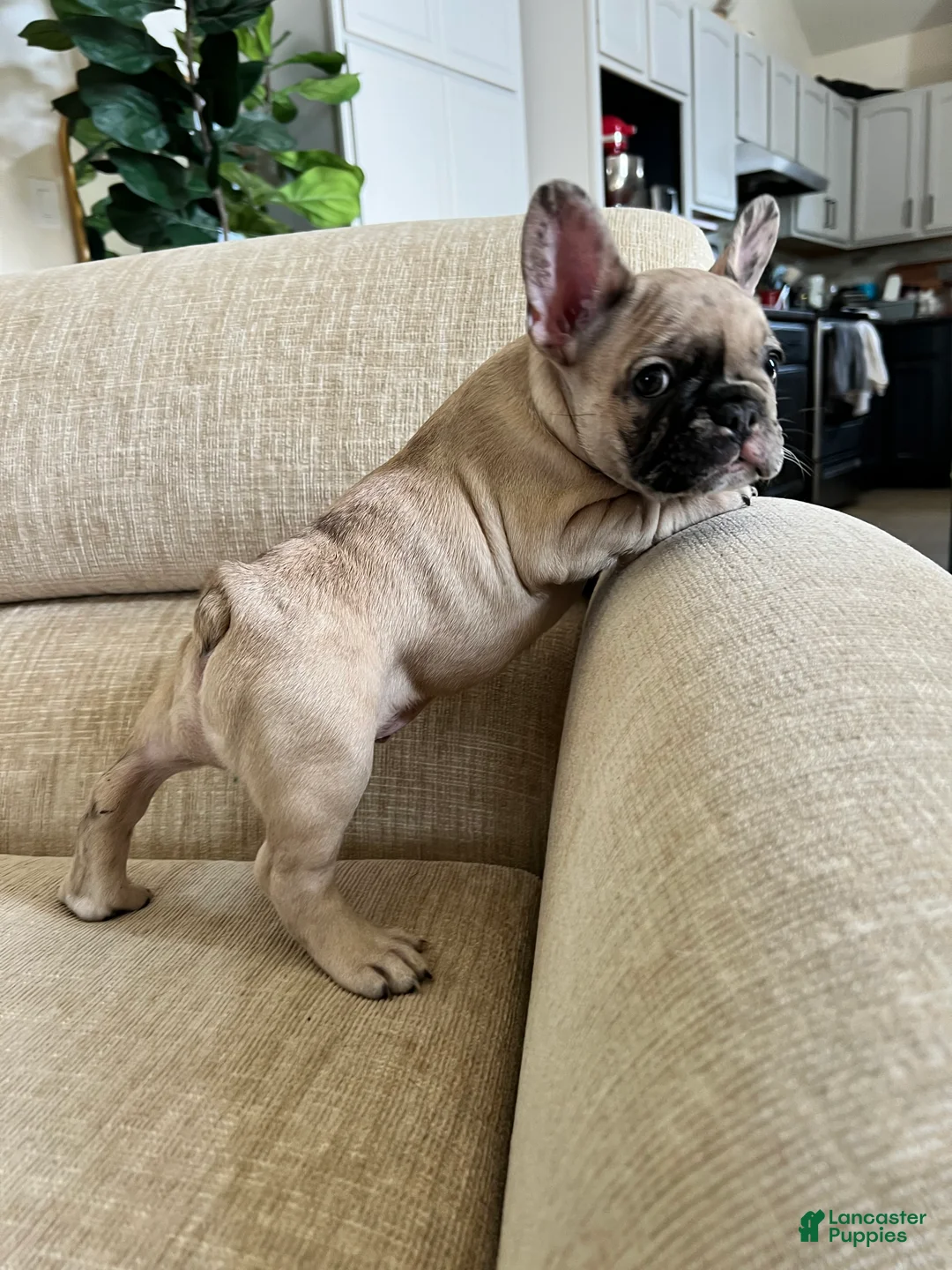 French Bulldog dogs for sale: Scout  - Ad 10