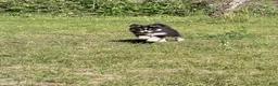 Pomsky dogs for sale: Meadow  - Ad 4