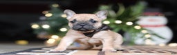 French Bulldog dogs for sale: Casper - Ad 2