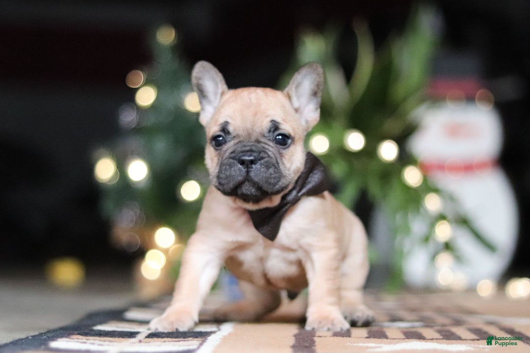 French Bulldog dogs for sale: Casper - Ad 2