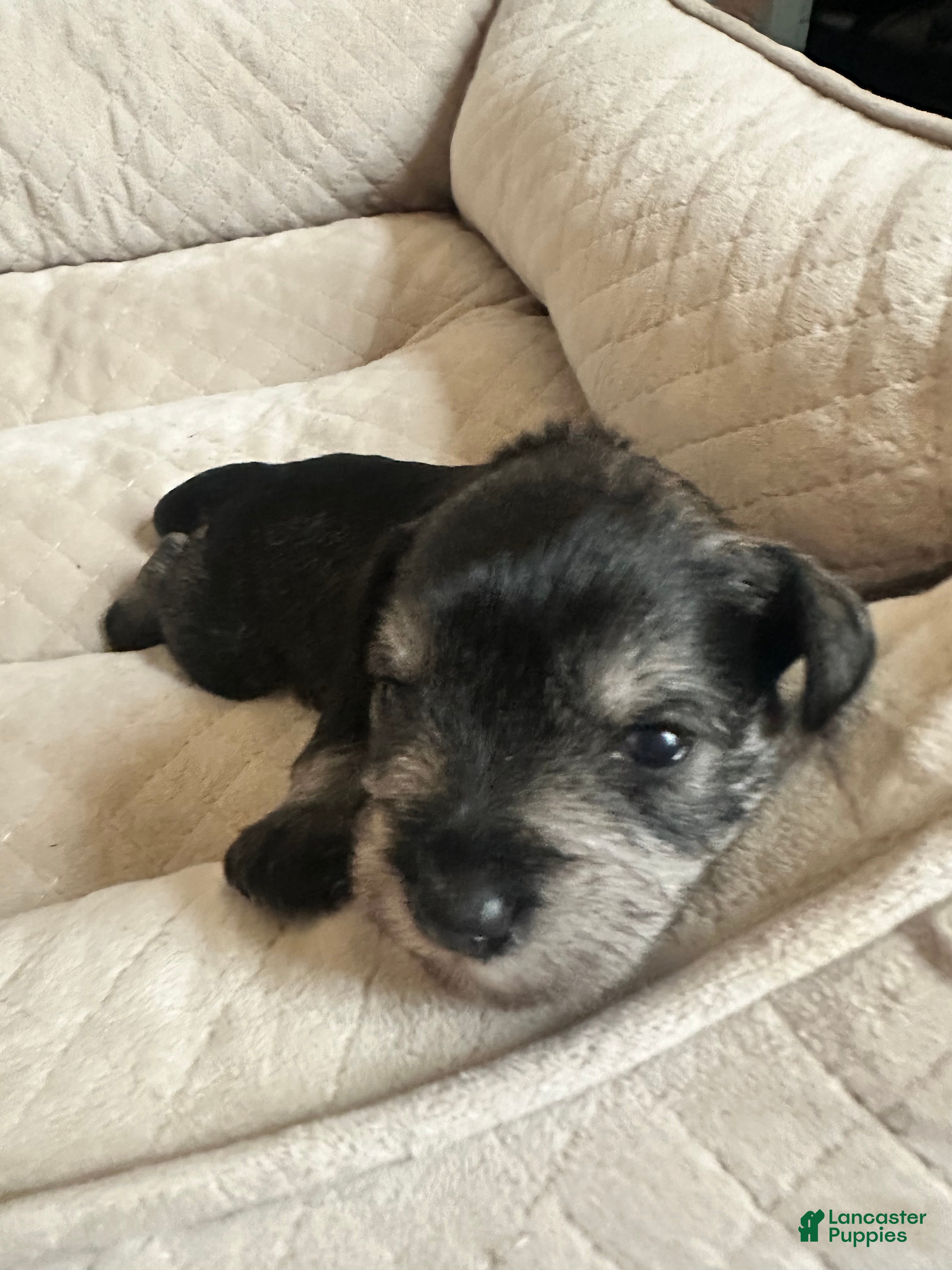 Miniature Schnauzer dogs Miniature Schnauzer 6 Grace - Ad 6