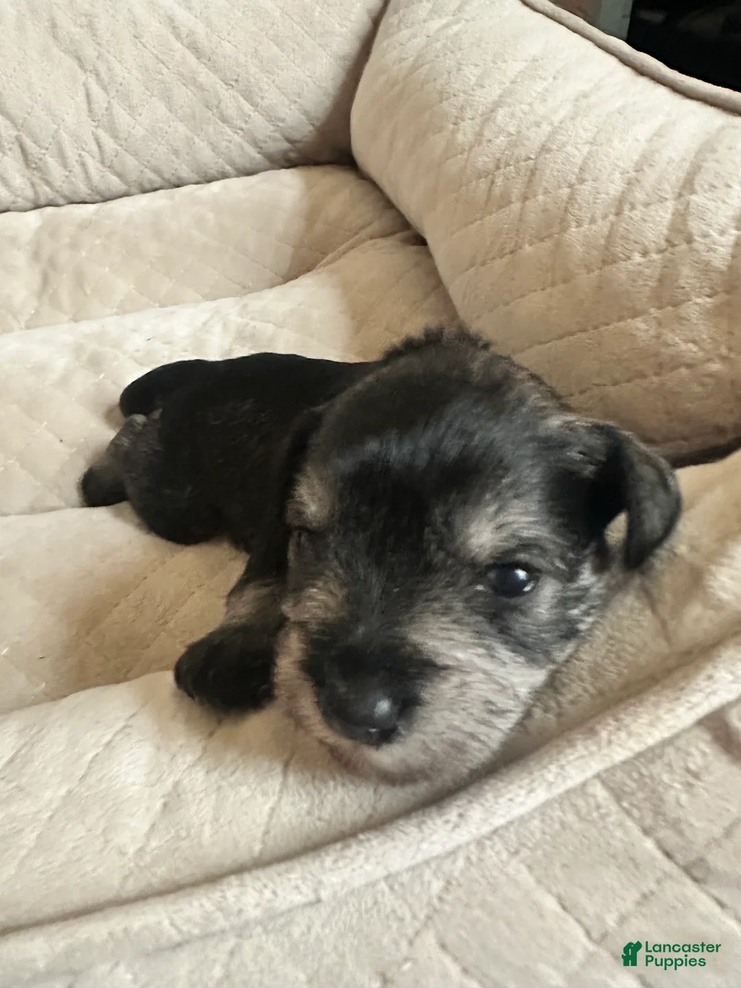Miniature Schnauzer dogs for sale: Miniature Schnauzer 6 Grace - Ad 1