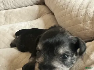 Miniature Schnauzer dogs Miniature Schnauzer 6 Grace - Ad 6