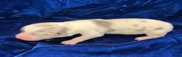 Welsh Corgi Pembroke dogs for sale: Welsh Corgi Pembroke Female 2 - Ad 3