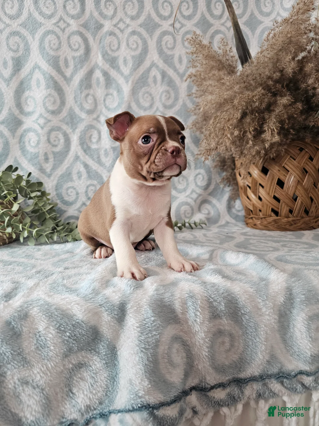 Boston Terrier dogs for sale: Roxy - Ad 7